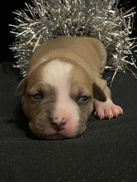 Щенки АСТ (документы РКФ) в Краснодаре фото 19