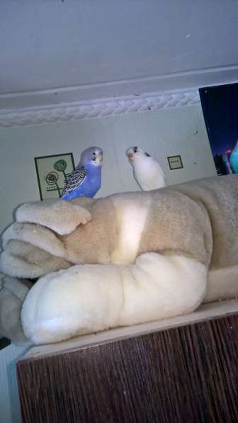 Волнистые попугаи-от Заводчика