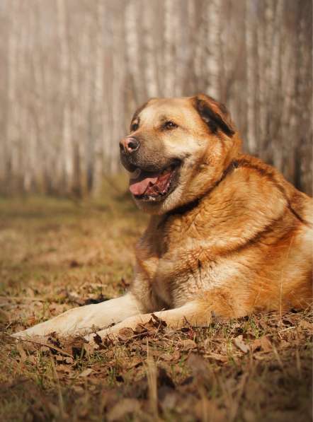 Кохинор ищет семью в Москве фото 22