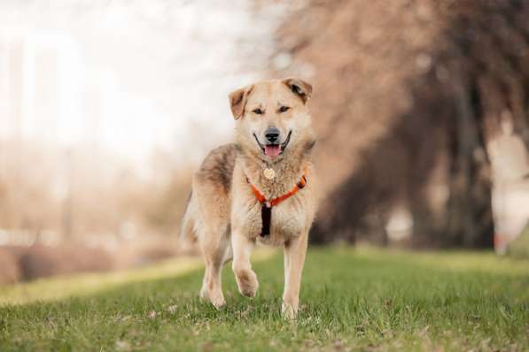 Ищет дом Ромео #ромео_дубоваяроща в Москве фото 47