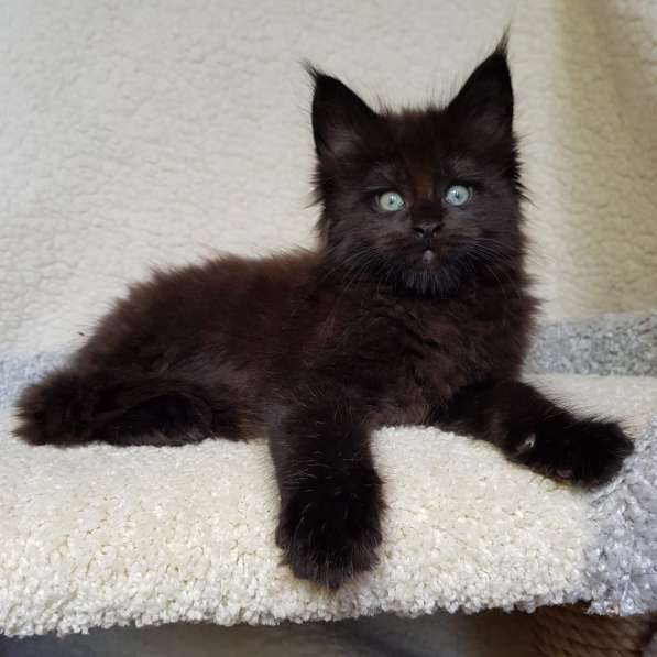 Котёнок мейн-кун