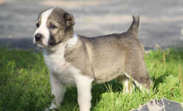 Высокопородные щенки САО (Алабай) в Краснодаре фото 16