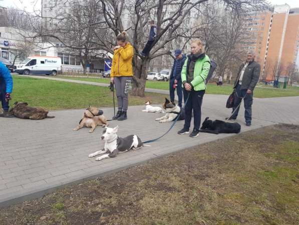 Дрессировка собак в Москве фото 12