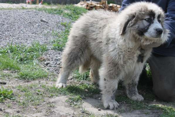 Продаются подрощенные щенки кавказской овчарки в фото 3