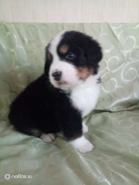 Щенки Бернского зенненхунда в Санкт-Петербурге фото 4