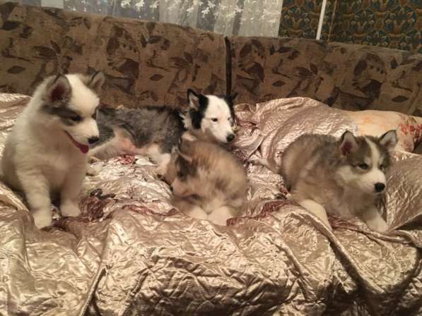 Продаются хасята в Раменское фото 6