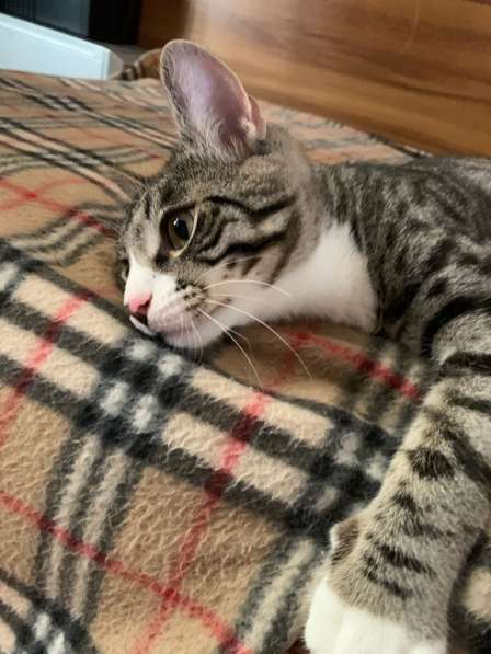 Котёнку мальчику нужен дом и семья в Домодедове фото 13