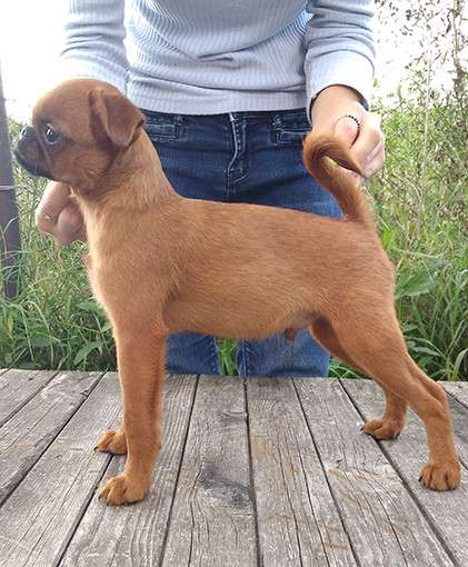 Великолепные щенки гриффона и пти-брабансона. Вязки в Москве фото 42