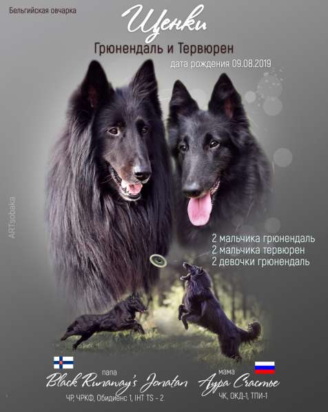 Щенки Грюнендаль и Тервюрен в Москве