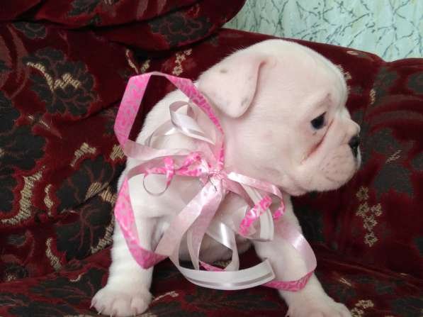 Шикарная леди Премиум (French Bulldog) White в Смоленске фото 11