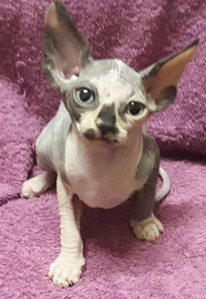 Эльфики котята в Москве фото 6