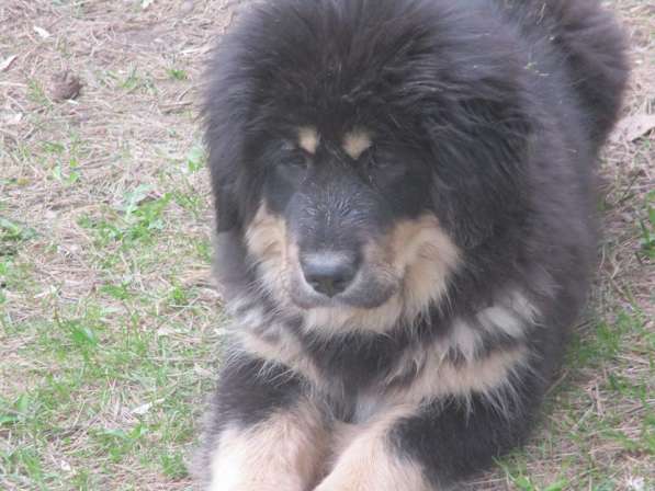 Тибетский мастиф щенки с шикарной родословной в Мытищи фото 12
