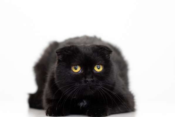 Кошечка Ночка в добрые руки в Москве фото 8