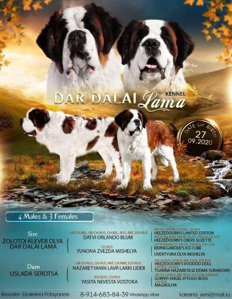 Sale. Puppies of long-haired senbernary. Arrange delivery в Владивостоке фото 9