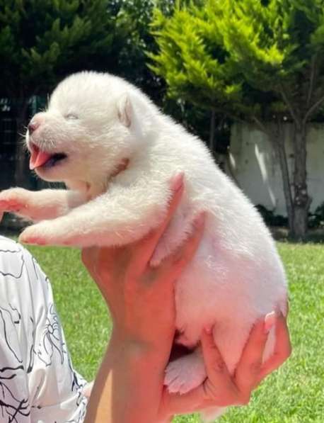 Акита-Ину в фото 7