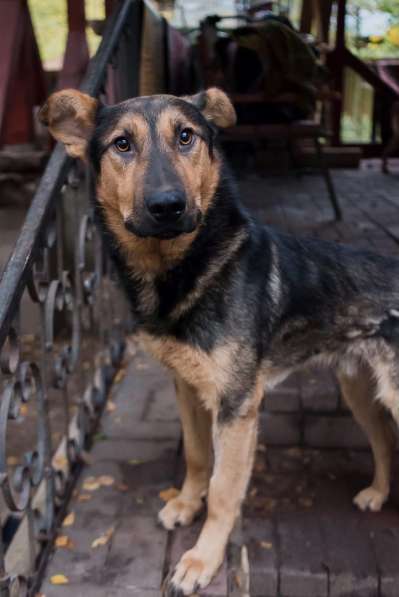 Разумный ласковый молодой пес в Санкт-Петербурге фото 19