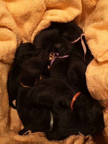 Щенок Вео черный в Москве фото 20