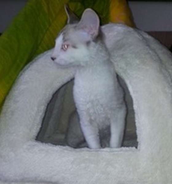 Элитный кудрявый котенок Герман-Рекс мальчик в Санкт-Петербурге фото 20