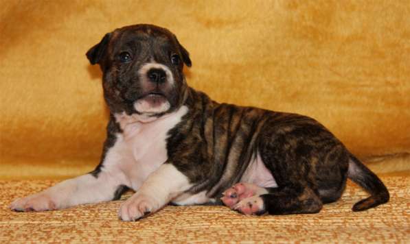 Высокопородные детки Амстаффа в Москве фото 3