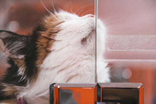 Передержка для кошек в Люберцы фото 21