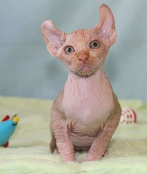 Котята Канадского сфинкса и Эльфов в Санкт-Петербурге фото 10