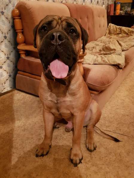 Бульмастиф в добрые руки щенок