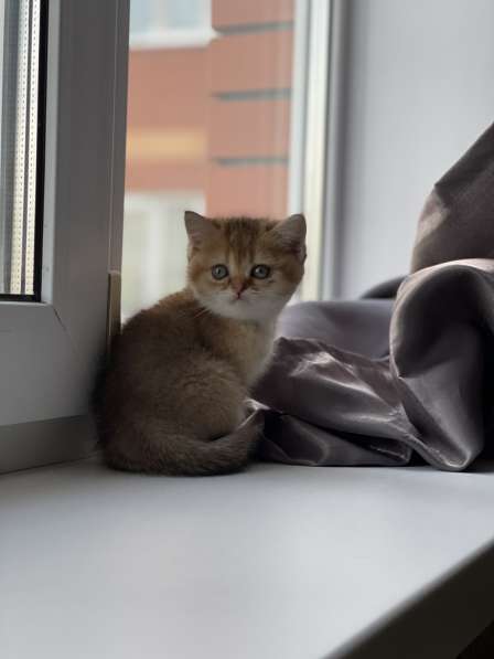 Котята золотая шиншилла в Волоколамске фото 5