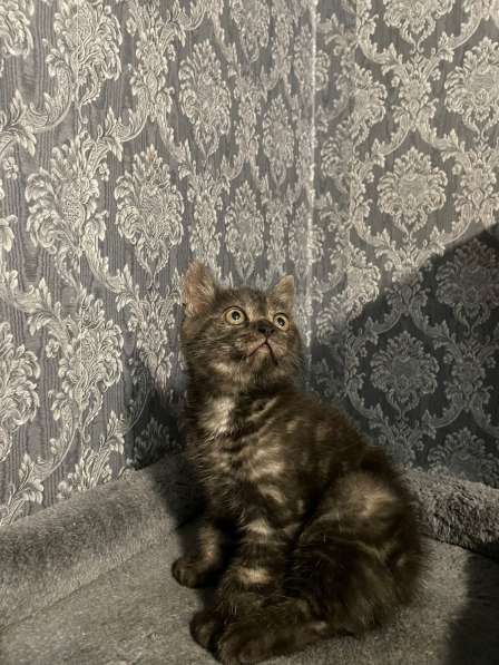 Замечательный котёнок девочка в фото 5