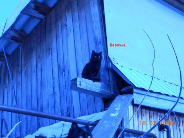 Котята-подростки в Новосибирске фото 8