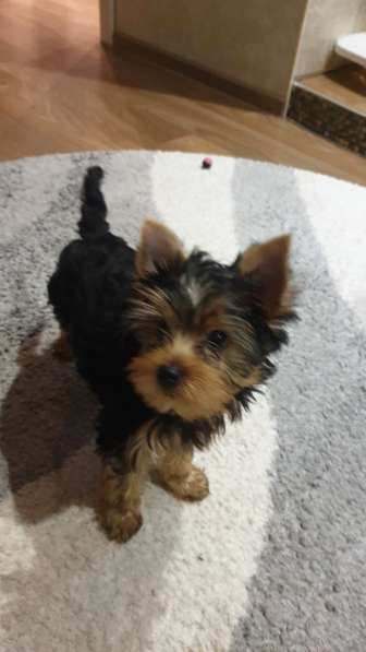 Йоркширский терьер