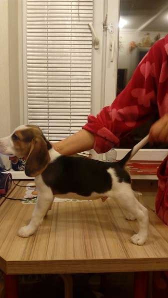 Бигль щеночки в Москве фото 3