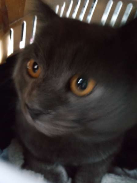 4-летний британский кот даром в Москве фото 8