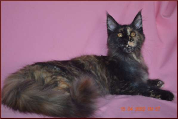 Роскошный черный котик мейн-кун из питомника в Астрахани фото 30
