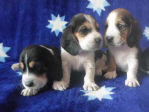 Щенки Бассет-хаунд в Армавире фото 60
