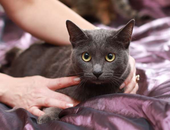 Грациозная красавица Капитошка ищет семью в Москве фото 17