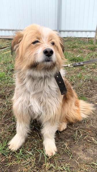 Чарлик хочет домой