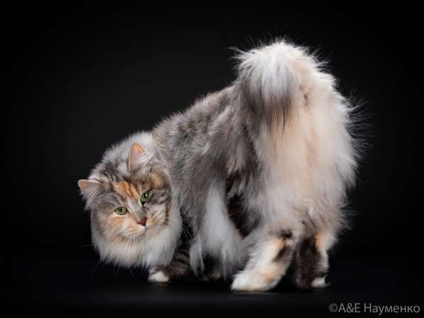 Kuril bobtail! Kitten -trotter