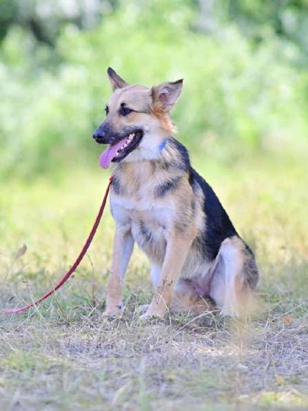 Красавица Джуля ищет дом! в Москве фото 3