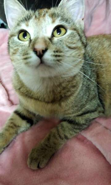 Молодая кошечка ищет дом в Москве