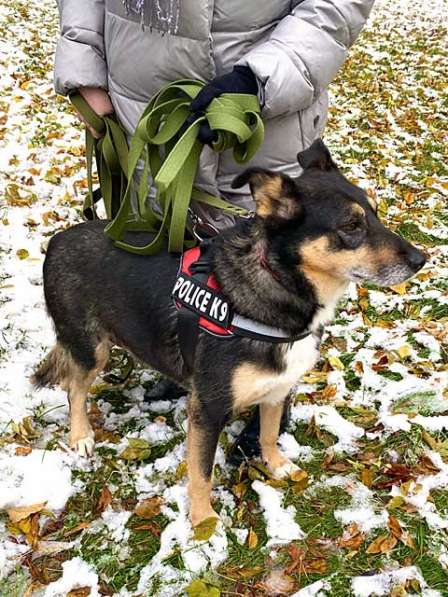 Замечательный компаньон для всей семьи, молодая собака Гера в Москве фото 5