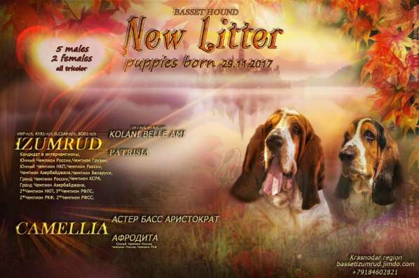 Щенки Бассет-хаунд в Армавире фото 77