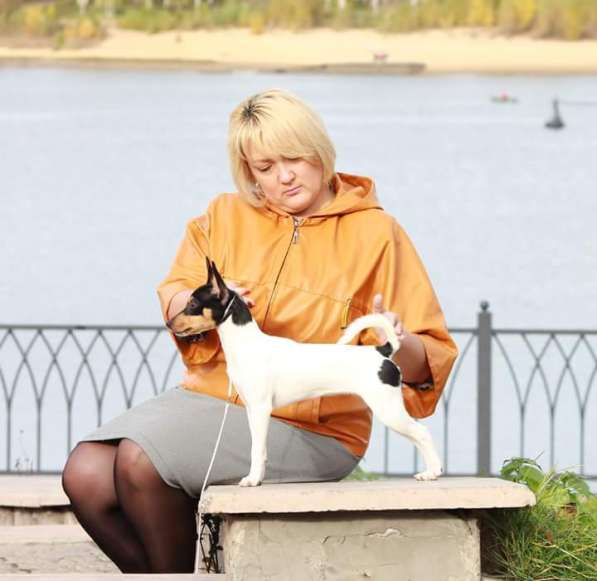 Щенки в Санкт-Петербурге