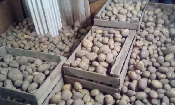 Продаю картофель со своего огорода в Москве