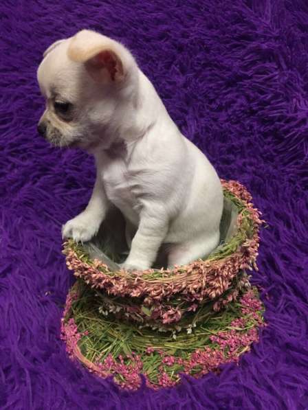 Щенки чихуахуа в Москве фото 14