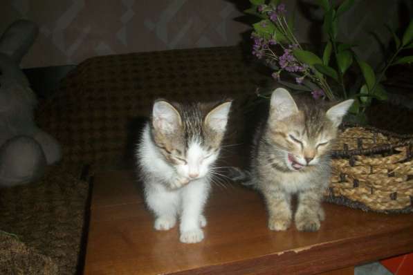 Кошечки стерилизованные в Новотроицке фото 3