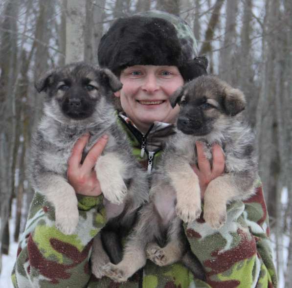Щенков, собак породы восточноевропейская овчарка в Москве фото 6