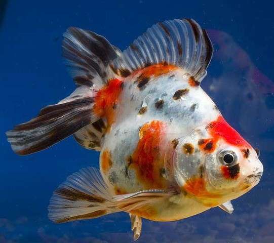 Золотые аквариумные рыбки в Краснодаре фото 3