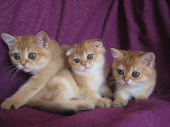 Золотые шотландские котята в Казани фото 6