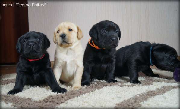 Щенки лабрадора ретривера от чемпионов! в фото 19