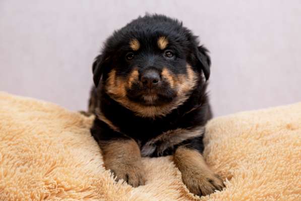 Щенки в дар в Москве фото 11